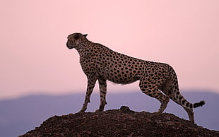 Cheetah standing on cliff during daytime